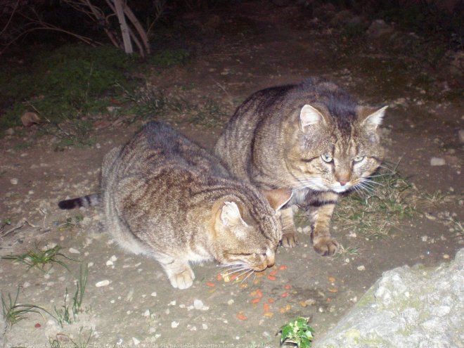 Photo de Chat domestique