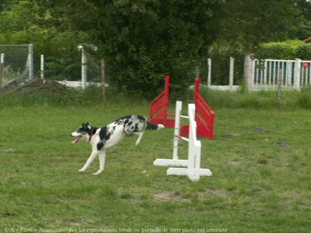 Photo de Border collie