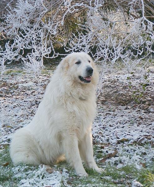 Photo de Chien de montagne des pyrnes