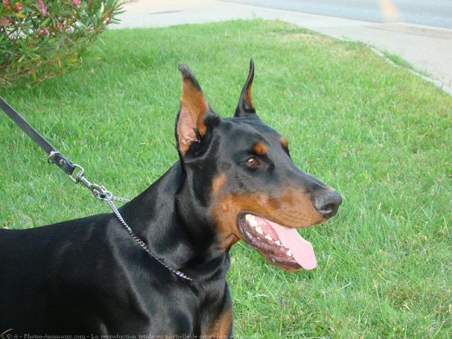 Photo de Dobermann