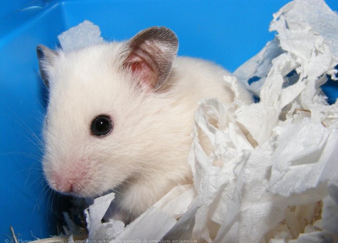 Photo de Hamster