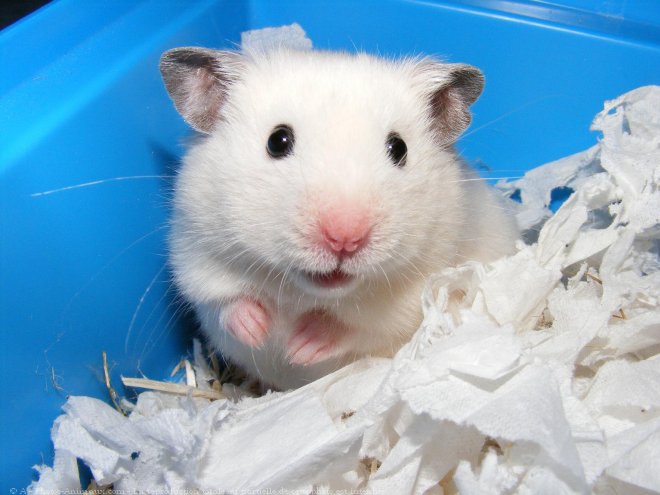 Photo de Hamster