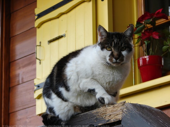 Photo de Chat domestique