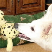 Photo de Berger blanc suisse