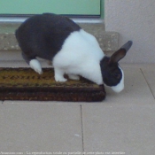 Photo de Lapin