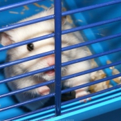 Photo de Hamster