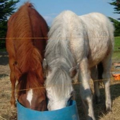 Photo de Races diffrentes