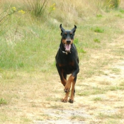 Photo de Dobermann