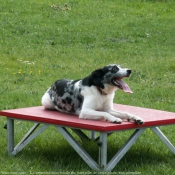 Photo de Border collie