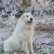 Photo de Chien de montagne des pyrnes