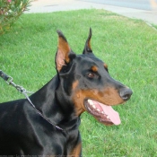 Photo de Dobermann