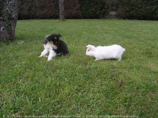 Photo de Border collie