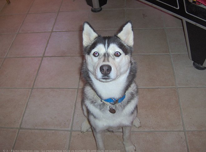 Photo de Husky siberien