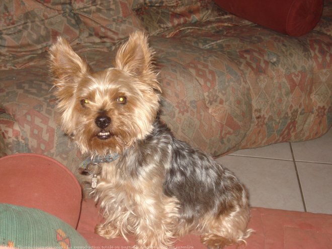 Photo de Yorkshire terrier