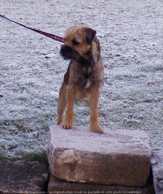 Photo de Border terrier