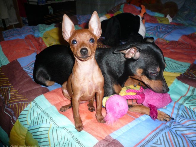 Photo de Pinscher allemand