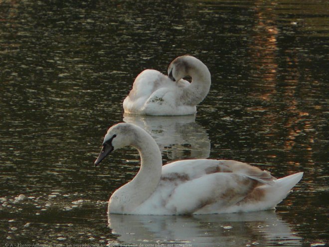 Photo de Cygne