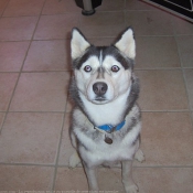 Photo de Husky siberien