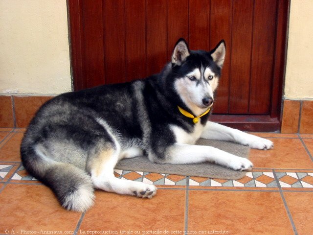 Photo de Husky siberien