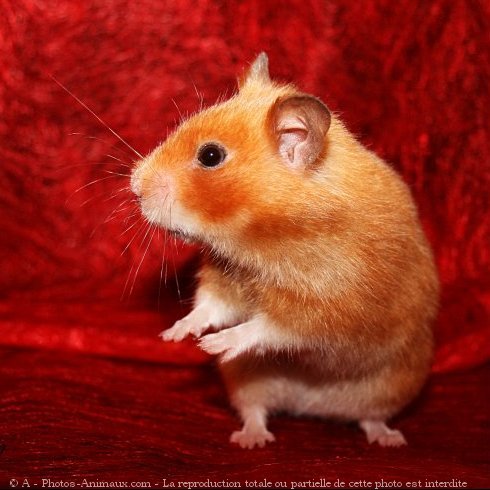 Photo de Hamster