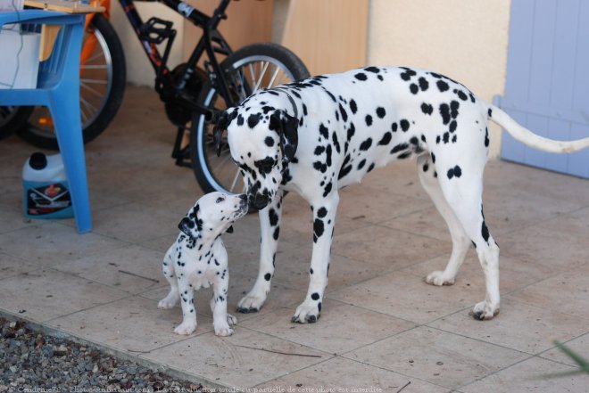 Photo de Dalmatien