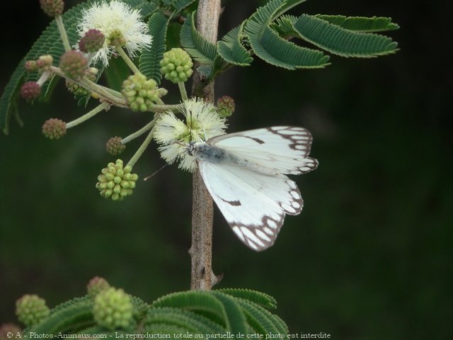 Photo de Papillon