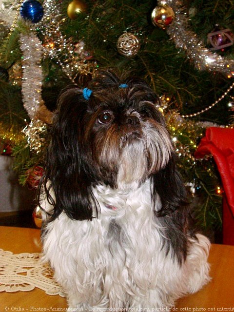 Photo de Shih tzu