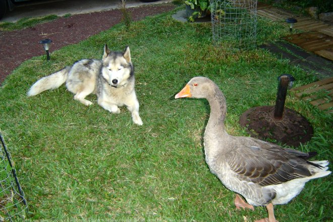 Photo de Races diffrentes