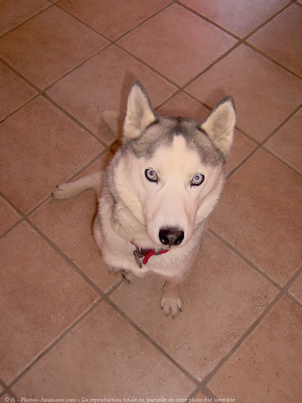 Photo de Husky siberien