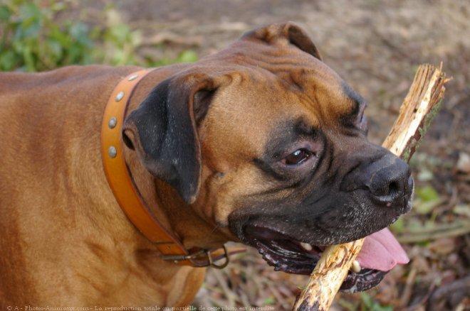 Photo de Boxer