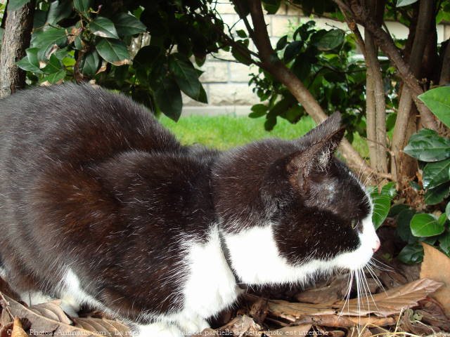 Photo de Chat domestique