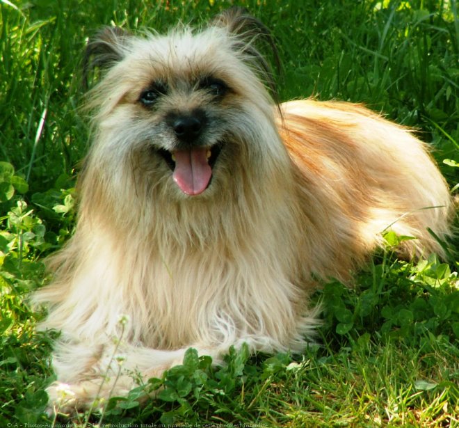 Photo de Chien de berger des pyrenes  poil long