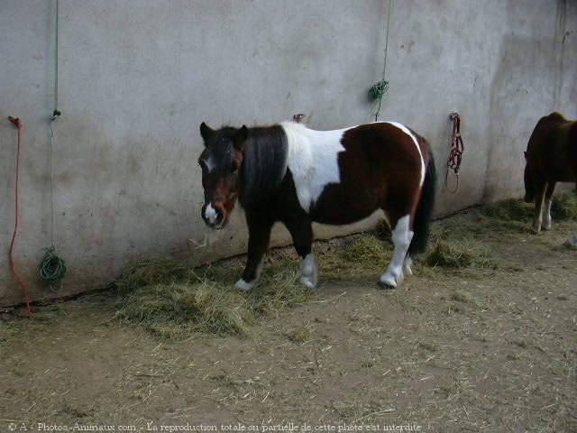 Photo de Poney (toutes races)