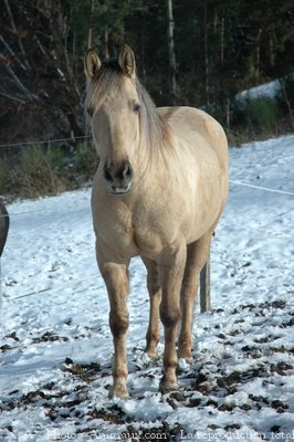 Photo de Quarter horse