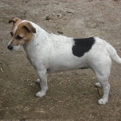 Photo de Jack russell terrier