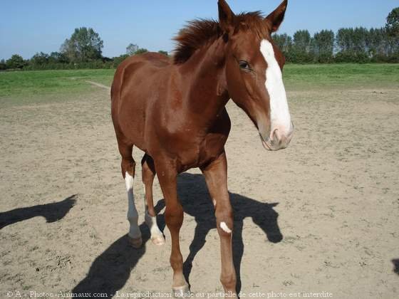 Photo de Trotteur franais