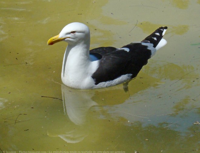 Photo de Mouette