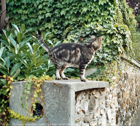 Photo de Chat domestique