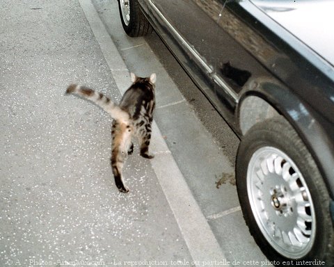 Photo de Chat domestique