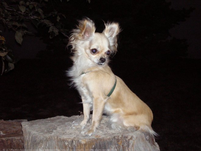 Photo de Chihuahua  poil long