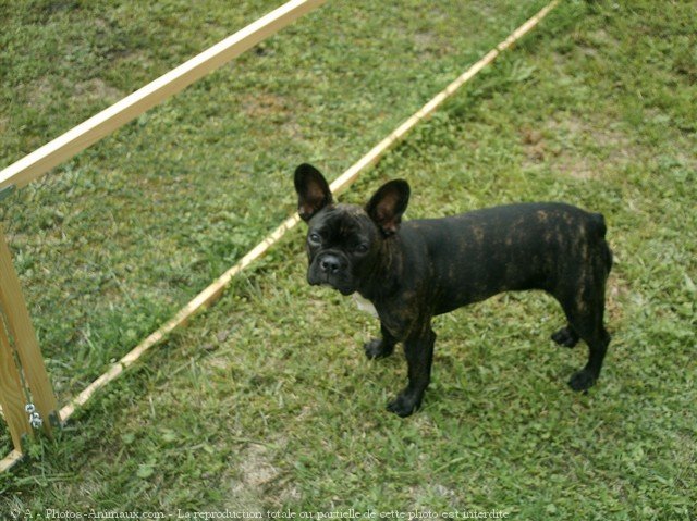 Photo de Bouledogue franais