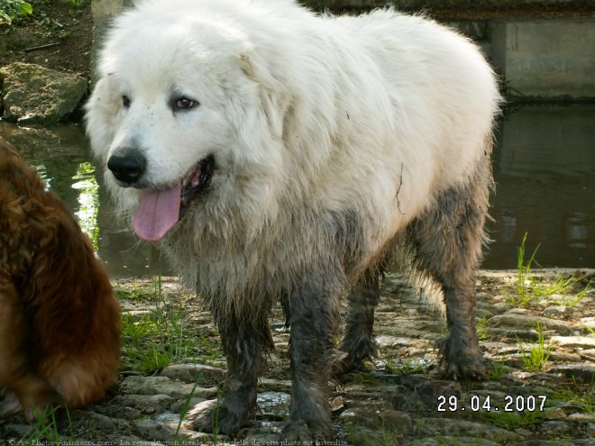 Photo de Chien de montagne des pyrnes