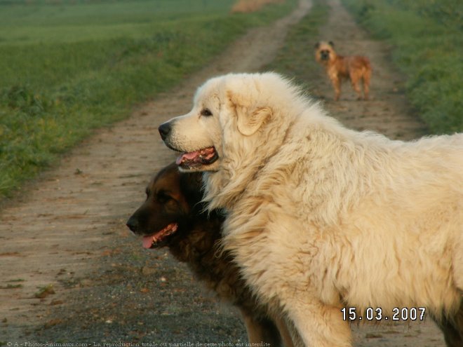 Photo de Races diffrentes