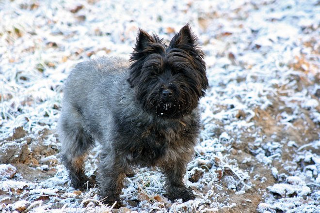 Photo de Cairn terrier