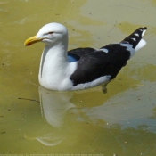 Photo de Mouette