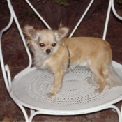 Photo de Chihuahua  poil long