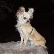 Photo de Chihuahua  poil long