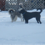 Photo de Malamute de l'alaska