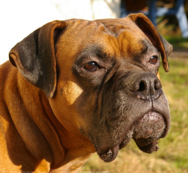 Photo de Boxer