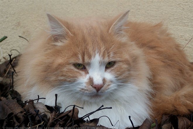 Photo de Chat domestique